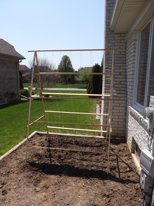 The final step was to wrap some twine on the frame and plant the cucmbers.